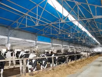 Vaca, Raza Holstein — foto 1