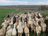 母羊, Sheep — 照片 5