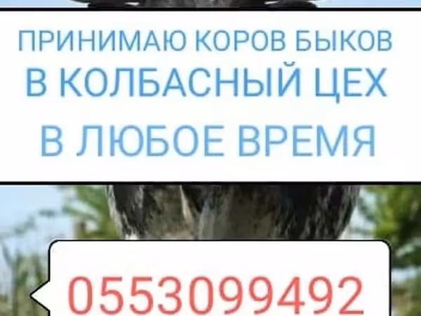 Бык, Коровы — Кыргызстан