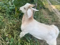 تيس, الماعز — الصورة 5