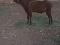 Cabro, Cabras — foto 3