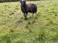 Ram, Sheep — photo 7