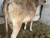 Vaca, Swiss cattle — foto 2