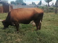 Cow, Cattle — photo 3