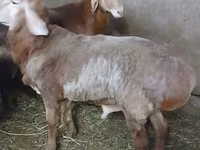 Ram, Arashan sheep — photo 2