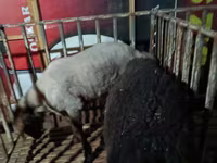 كبش, Hissar sheep — الصورة 5
