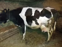 Vaca, Raza Holstein — foto 3