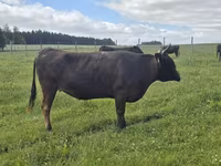 Kuh, Wagyu — Foto 2