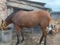 Yegua, Caballos — foto 2