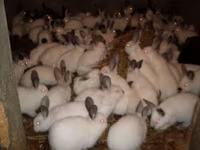 Granule pentru iepuri de calitate superioara.Edineț.facem livrare — الصورة 4