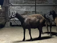 Oveja, Hissar sheep — foto 3