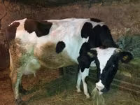Vaca, Raza Holstein — foto 1