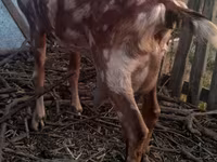 تيس, Nubian Goat — الصورة 5