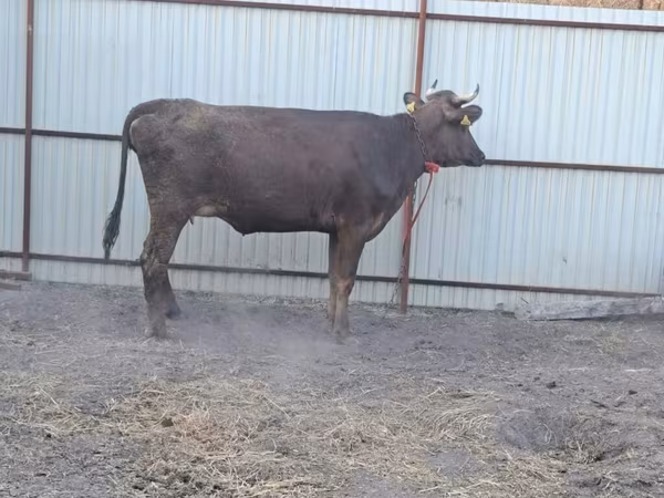 Vaca, Swiss cattle