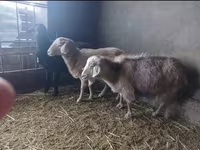 Ziege, Alpine goat — Foto 3