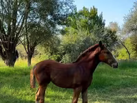 فرس, Skyros Pony — الصورة 3
