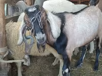 Widder, Lacaune sheep — Foto 3