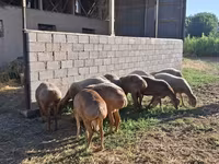 मेढ़ा, Hissar sheep — फ़ोटो 2
