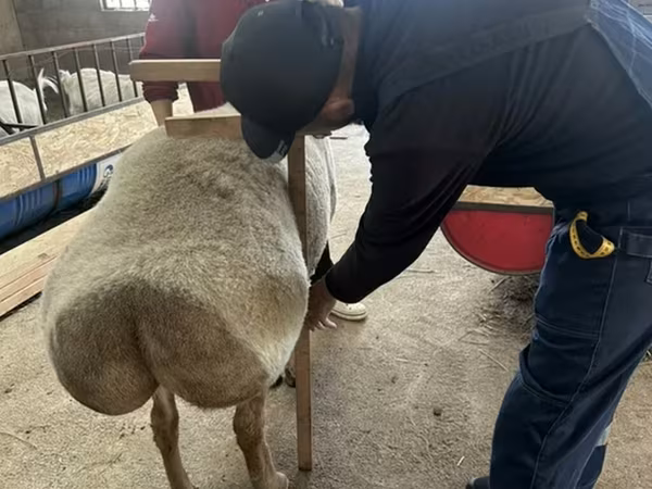 Widder, Arashan sheep — Kirgisistan
