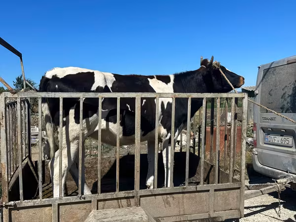 公牛, Holstein breed