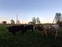 Kuh, Swiss cattle — Foto 7
