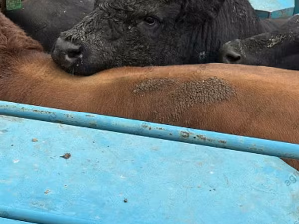 Bull, Cattle
