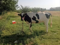 Kuh, Holstein-Rasse — Foto 1