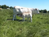 Kuh, Kaste Kuh — Foto 5