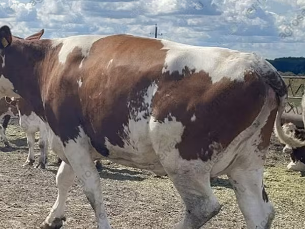 Vaca, Raza Holstein