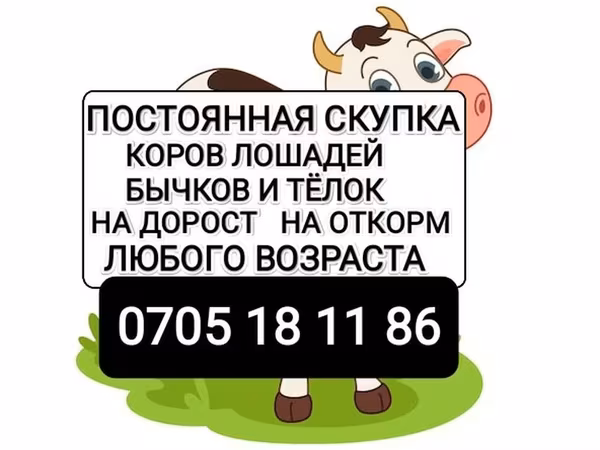 Бык, Коровы — Кыргызстан