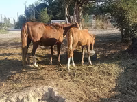 Yegua, Caballos — foto 2
