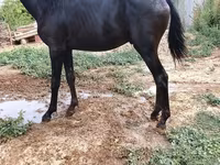 Horse (M), Horses — photo 2