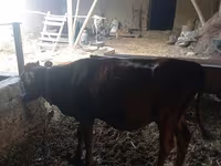 Cow, Cattle — photo 6