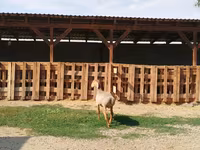 Carnero, Edilbay sheep — foto 4