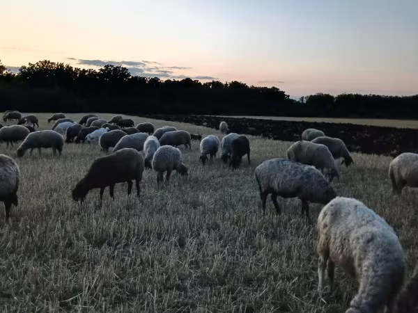 母羊, Sheep