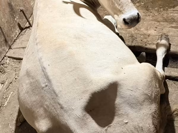 Kuh, Ukrainian Brown Dairy Cattle — Kirgisistan
