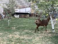 公羊, Hissar sheep — 照片 5