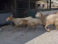 Schaf, Arashan sheep — Foto 8
