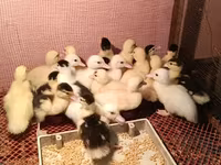 Ducks — 照片 1