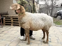 Schaf, Awassi sheep — Foto 3