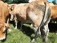 Vaca, Raza de vaca — foto 4
