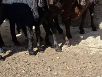 Cabro, Cabras — foto 2
