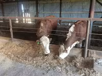 Bull, Holstein breed — photo 7