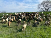 母羊, Sheep — 照片 3