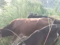 Toro, Raza Holstein — foto 7