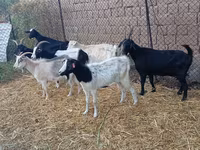 تيس, Saanen goat — الصورة 2