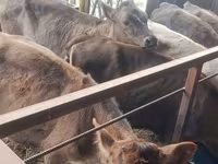 Vaca, Simmental cattle — foto 8