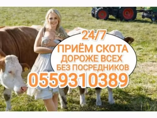 Бык, Коровы — Кыргызстан