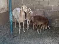 نعجة, Arashan sheep — الصورة 1