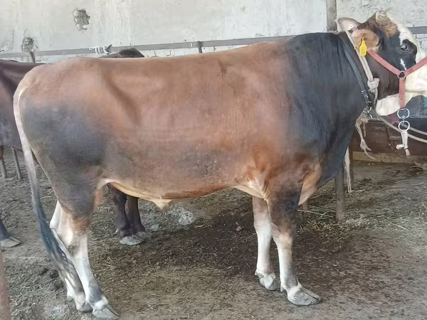 Bulle, Swiss cattle — Usbekistan
